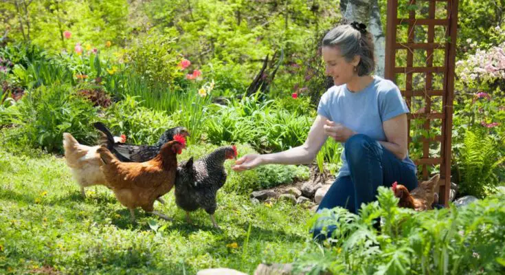 A young woman kneeling down to feed a group of four free-range chickens in a luscious garden covered in greenery.