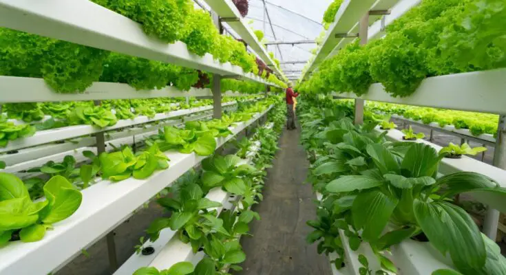 An individual standing in the middle of a long row of green vegetables growing in an indoor hydroponic system.