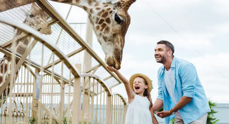 A young girl in a white dress and straw hat raises her hand to feed a giraffe. A smiling man stands next to her.